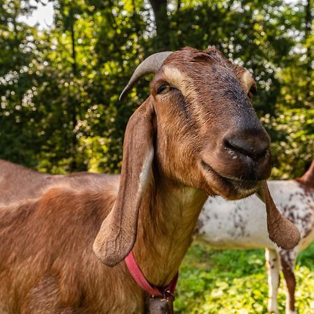 Orzechowa Ostoja Noclegi Energylandia Bachowice Exteriér fotografie