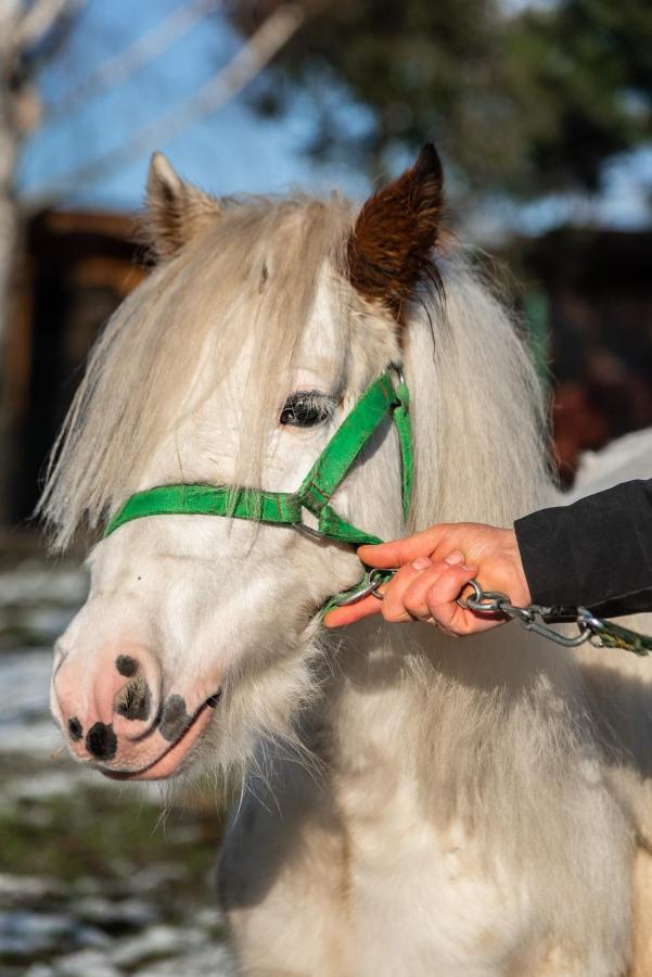 Orzechowa Ostoja Noclegi Energylandia Bachowice Exteriér fotografie