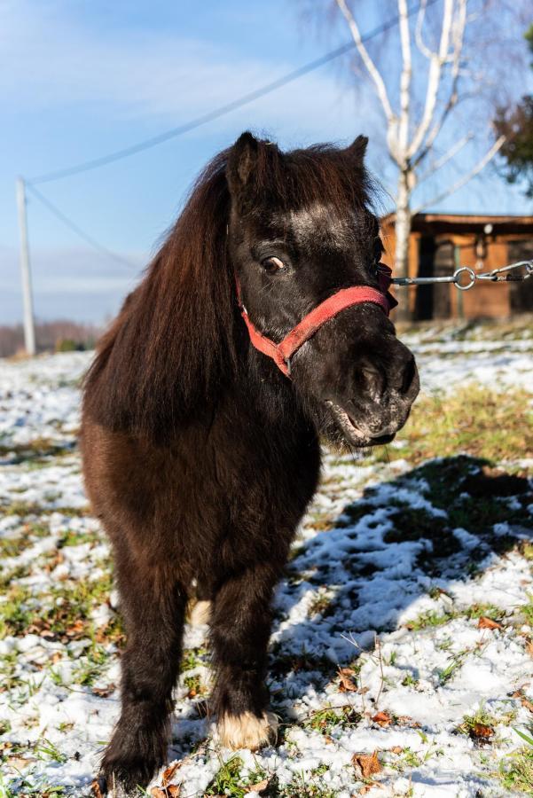 Orzechowa Ostoja Noclegi Energylandia Bachowice Exteriér fotografie