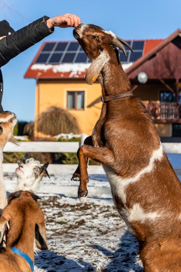 Orzechowa Ostoja Noclegi Energylandia Bachowice Exteriér fotografie