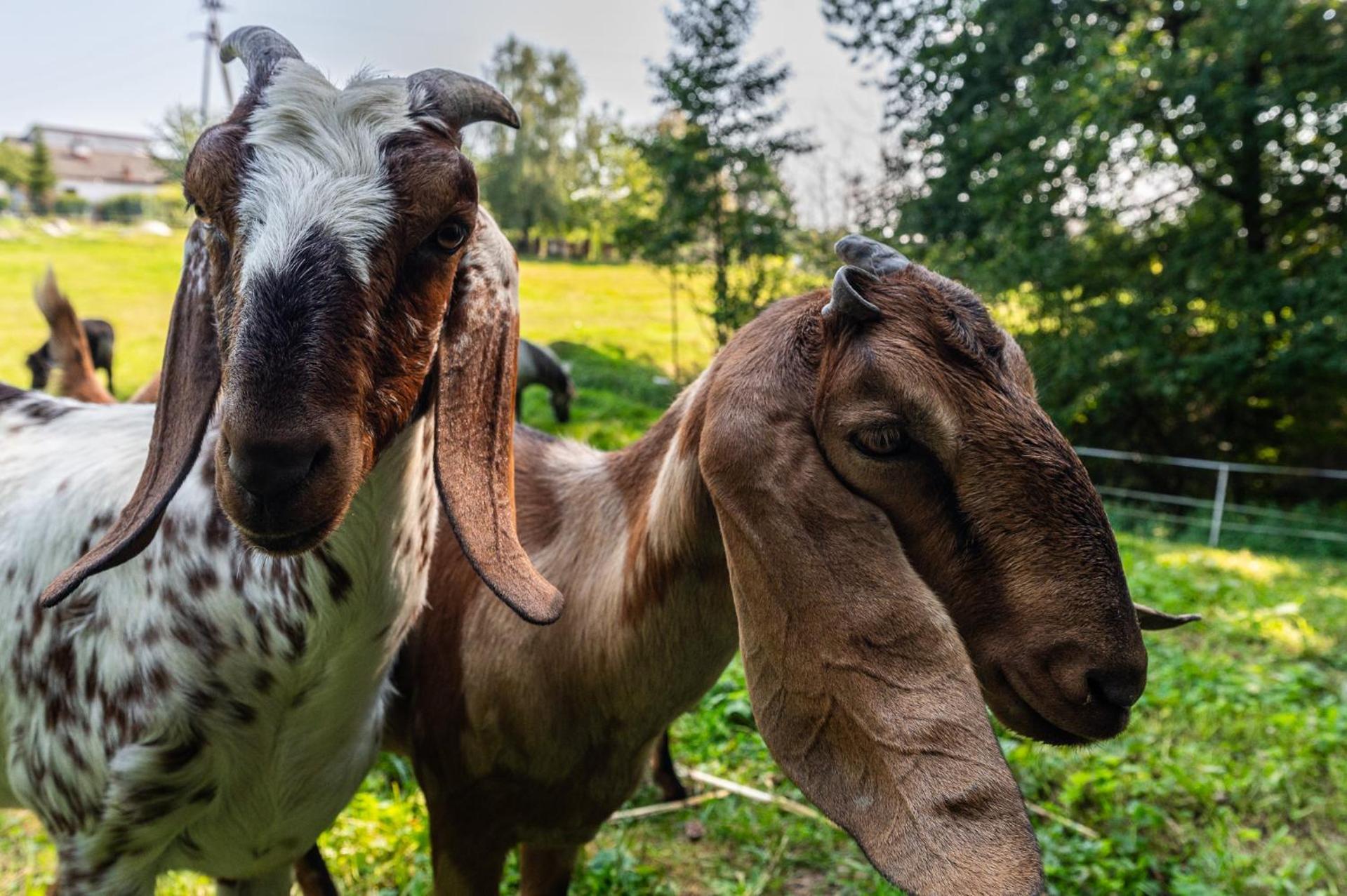 Orzechowa Ostoja Noclegi Energylandia Bachowice Exteriér fotografie